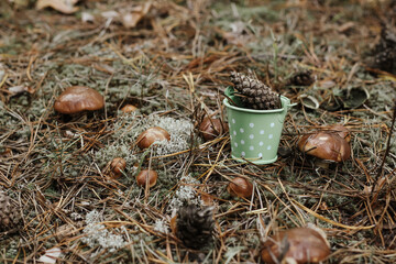A bucket in the forest on moss among mushrooms, the concept of nature protection.