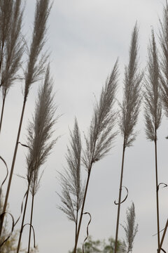 hierba de las Pampas (Cortaderia selloana)	
