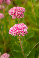 Herbstfarben in der Natur