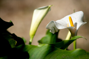 flor blanca de una cala	