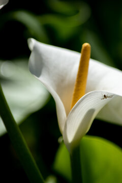flor blanca de una cala	