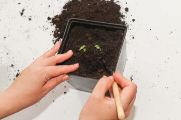 A pot with a house plant, planting a green seedling.