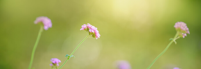 Closeup of pink purple flower under sunlight with copy space using as background natural plants landscape, ecology wallpaper cover page concept.