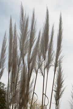 hierba de las Pampas (Cortaderia selloana)	
