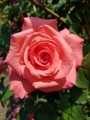 Pink rose in green leaves, in a flower garden (macro, full face).