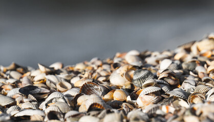 Multi-colored shells on the beach of the Black Sea coast in macro photography, on a warm summer evening