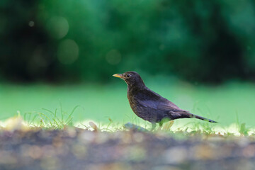 portrait of a blackbird in a meadow in the background of green color