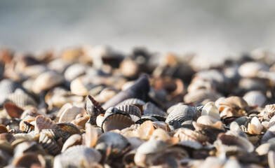 Seashells in the evening lighting on the beach in macro on the Black Sea, on a warm summer evening