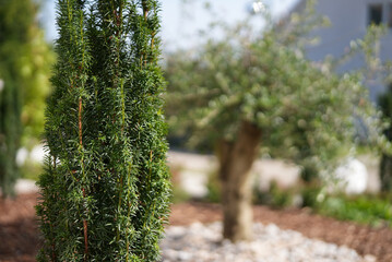 Nadelholz Baum mit Olivenbaum Hintergrund