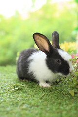 Cute little rabbit on green grass with natural bokeh as background during spring. Young adorable bunny playing in garden. Lovely pet at park