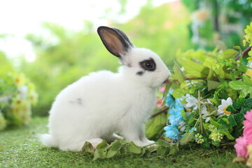 Cute little rabbit on green grass with natural bokeh as background during spring. Young adorable bunny playing in garden. Lovely pet at park