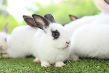 Cute little rabbit on green grass with natural bokeh as background during spring. Young adorable bunny playing in garden. Lovely pet at park