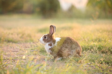 Rabbit in green field and farm way. Lovely and lively bunny in nature with happiness. Hare in the forest. Young cute bunny playing in the garden with grass and small flower in dreamy golden light.