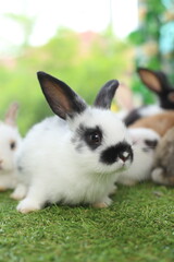 Cute little rabbit on green grass with natural bokeh as background during spring. Young adorable bunny playing in garden. Lovely pet at park