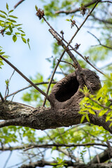 Obraz premium nido de hornero