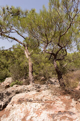 Fototapeta na wymiar View of pine trees called Pinus Brutia and volcanic rocks captured in Aegean coast of Turkey. It is a sunny summer day.