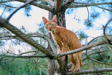 Serious ginger cat Devon rex on a tree attentively watching hunts