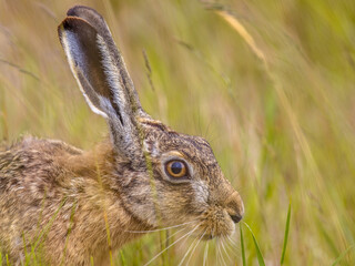 Portrait of alert European Hare in grass