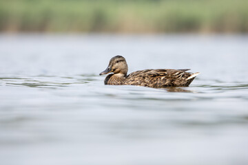 mallard duck swims on water
