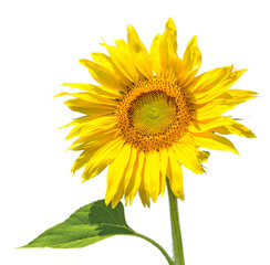 Obraz premium blooming sunflower