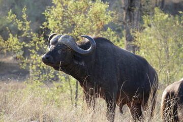 Buffalo in the wild