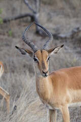 Male impala antelope - obrazy, fototapety, plakaty