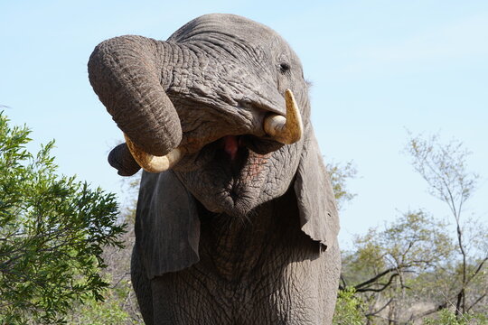 elephant with open mouth