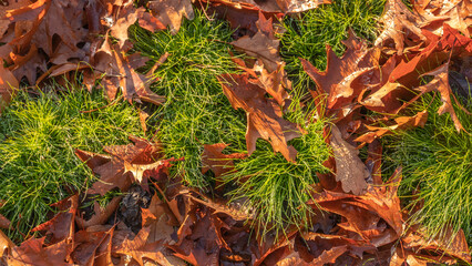 Fallen autumn leaves with raindrops on green grass