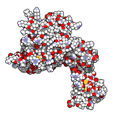 Human activated protein C (APC, drotrecogin alfa, without Gla-domain).