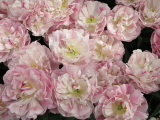 Blowsy White Pink Flamed Tulips at the Keukenhof Flower Garden Close Up, Netherlands