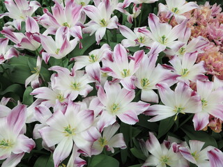 Blowsy White Red Flamed Tulips at the Keukenhof Flower Garden Close Up, Netherlands