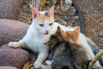 Little kittens suckle from their mother closeup in house garden