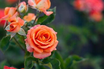 roses in garden
