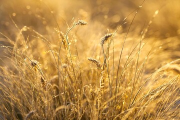 Obraz premium Wheat field at golden sunrise in autumn