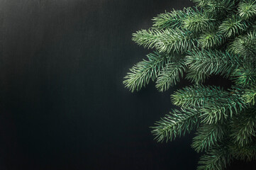 Winter pine and spruce , evergreen plant, tree and fir branch, cedar twig , Christmas and New Year decoration. Holiday - obrazy, fototapety, plakaty