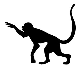 Isolated silhouette of a monkey. illustration of a little monkey.