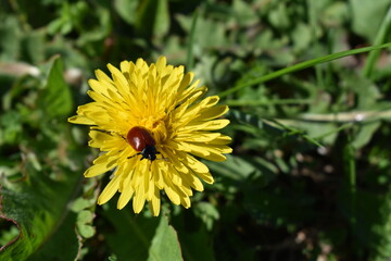 ladybug on a dandelion