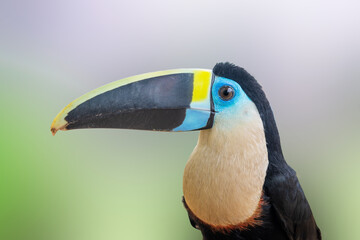 Ramphastos tucanus toucan 
