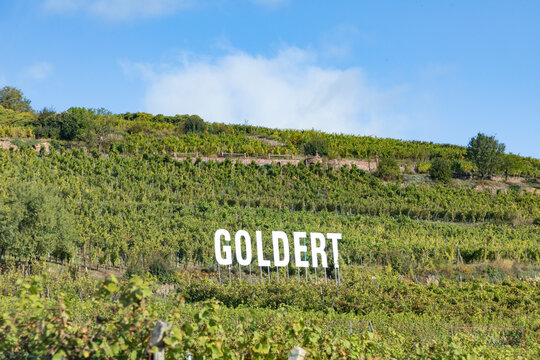 vineyard of winery Goldert at  Gueberschwihr, Alsace, France.