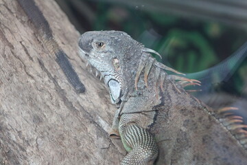 iguana