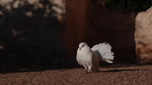 Close-up of beautiful white peacock dove walking towards the camera. Decorative fantail pigeon in warm sunset lights, symbol of freedom, hope, purity, tenderness and love. Calm animal scenery. 4K