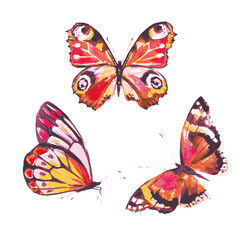 set of butterflies, watercolor - 533495425