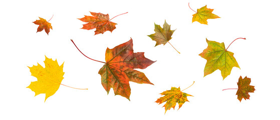 Autumn falling maple leaves isolated 