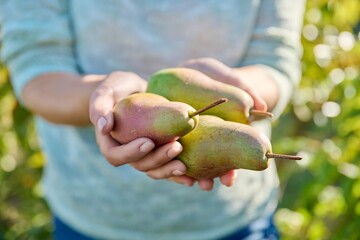 Fototapeta premium Close-up fresh ripe pears in woman hands, outdoor