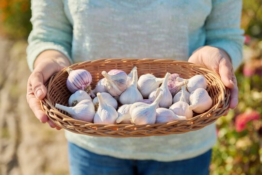 Closeup of head of garlic in wicker bowl, in woman hands, outdoor