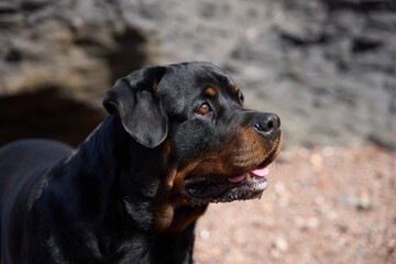 rottweiler portrait