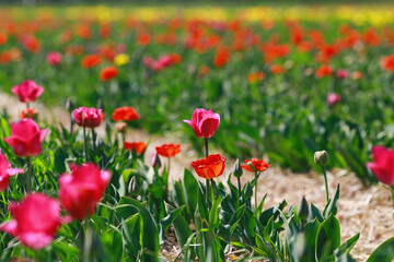 Pink tulip closeup on a field of colorful tulips growing in spring