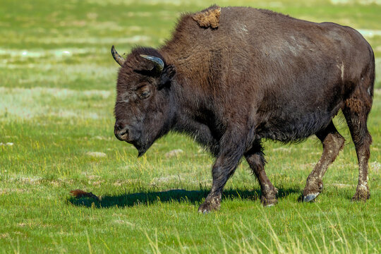 American bison roaming on the grassland at Yellowstone.