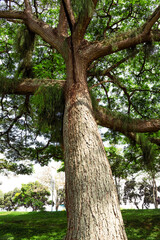 Obraz premium beautiful old tree with beautiful roots in the forest, low angle view