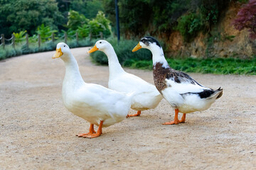 Wild ducks. The mallard or wild duck. Selectice focus, close up. Isolated duck.
